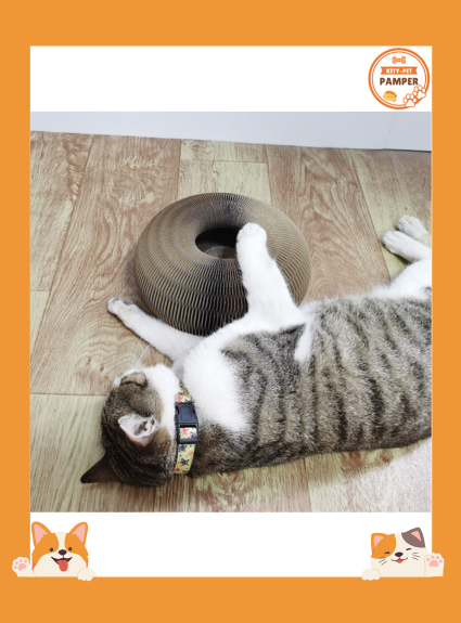 Scratch & Play: Magic Organ 2-in-1 Cat Scratcher Foldable, Durable & Recyclable