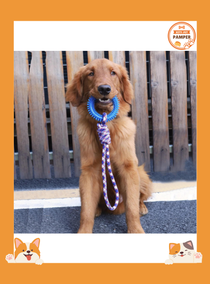 Interactive Training Pet Toy Ring Spiked Ring Dog Teeth Cleaning Pet Supplies