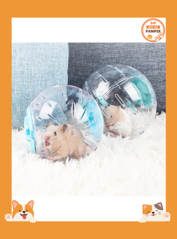 Plastic Small Pet Exercise Ball Outdoor Sport Toy