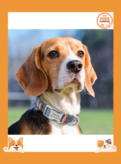 Adjustable Nylon Dog Collar Personalized Dogs Cat ID