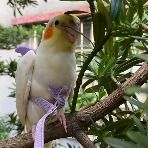 Adjustable Parrot Flying Harness Lightweight